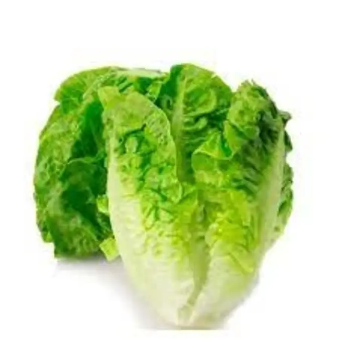 Fresh Lettuce pc